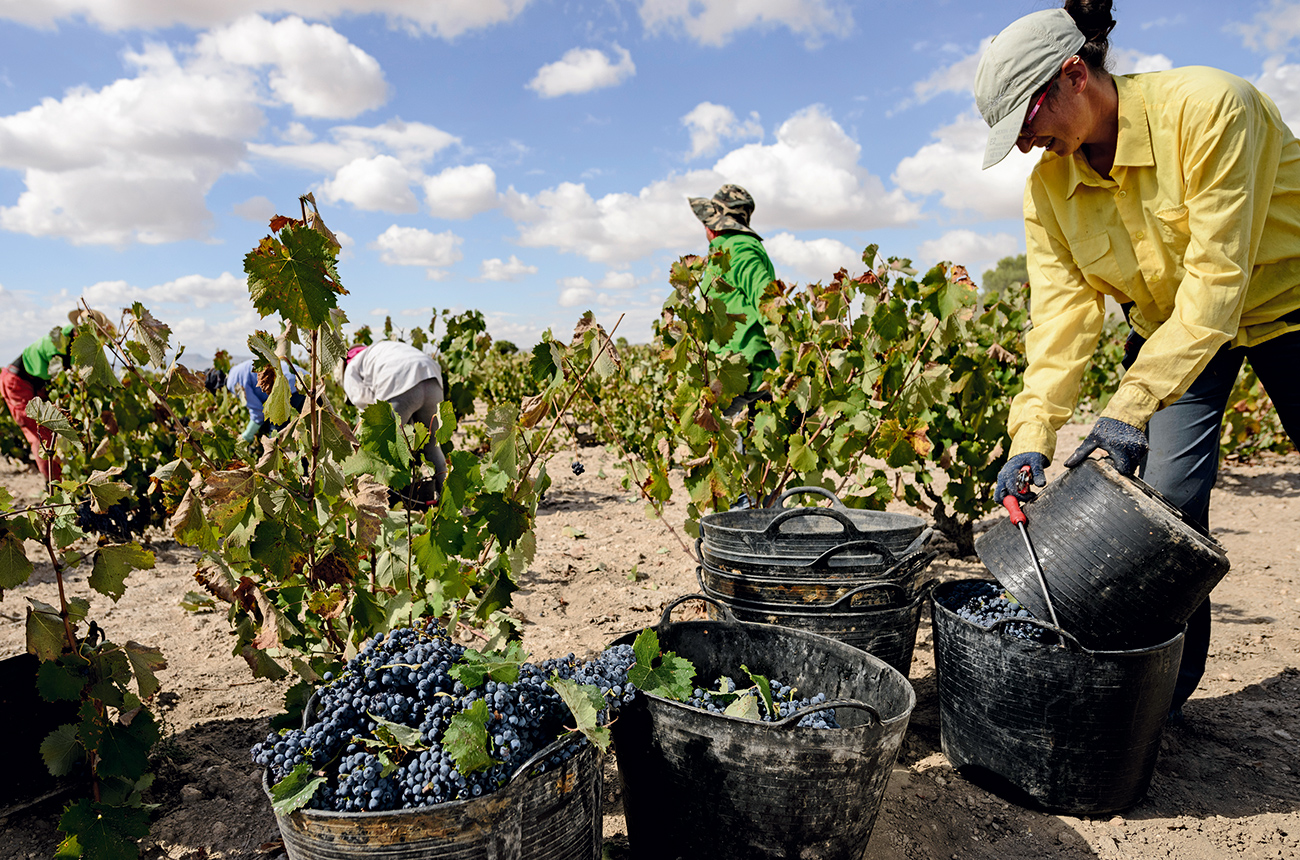 Jumilla harvest