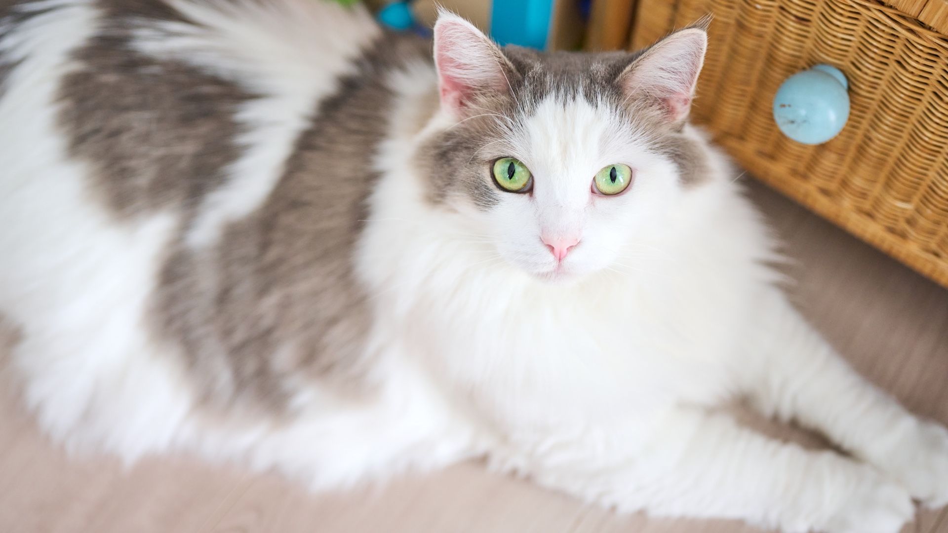 Norwegian forest cat