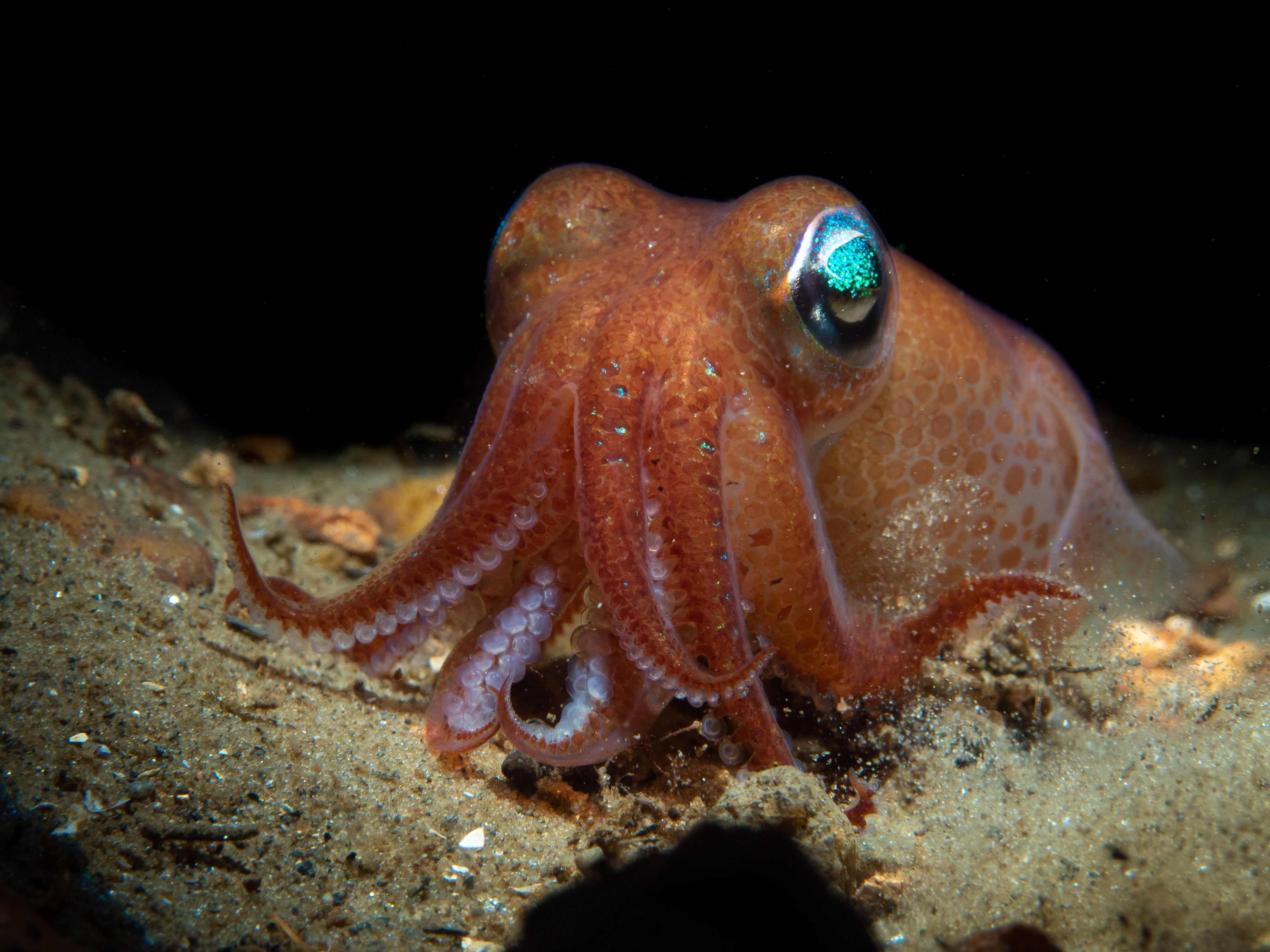 Squid in sand
