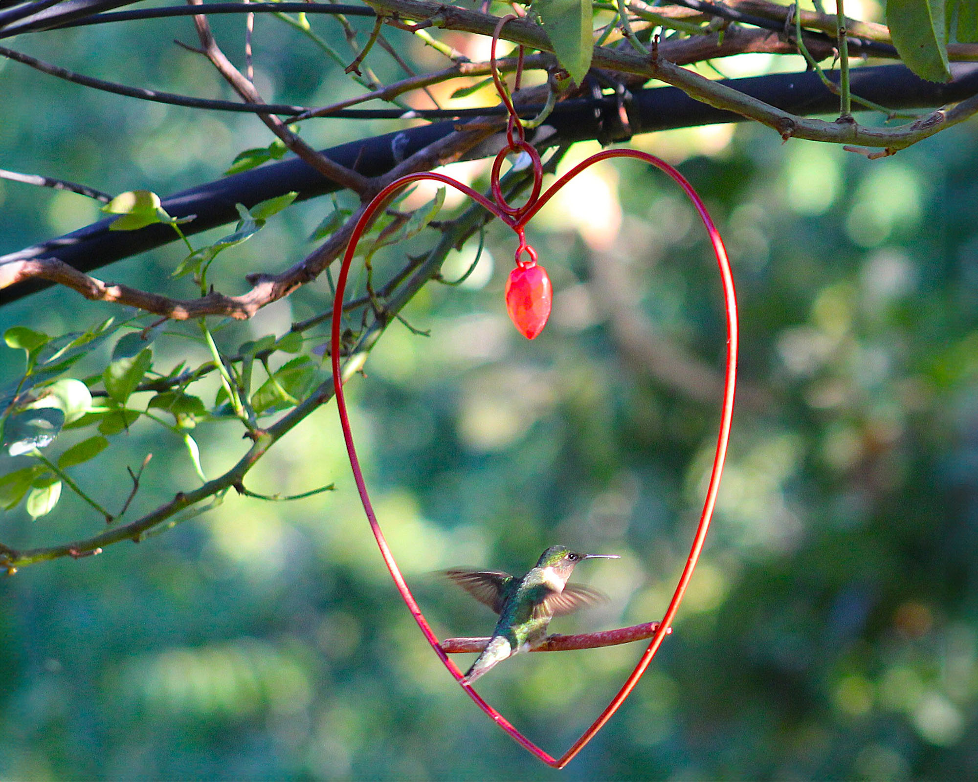 A close up of a hummingbird flying to land on a red swing shaped as a heart.