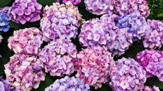 Wyevale Garden Centres hydrangeas