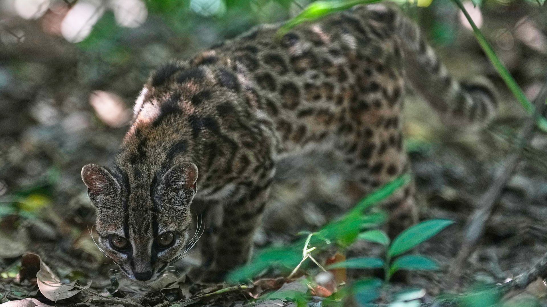 
                                A tilcayo (Leopardus tilcayo) is seen at the Senda Verde wildlife sanctuary in Bolivia, after being the first new cat species to be formally identified in over a century
                            