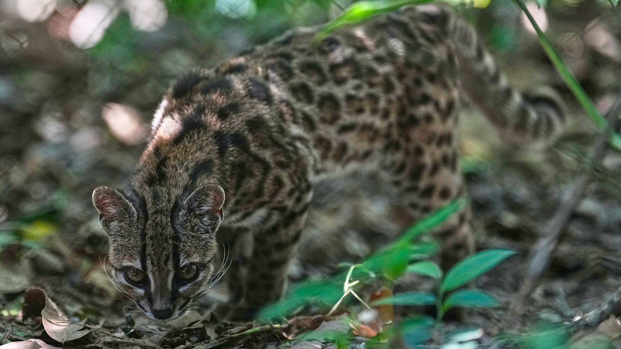 A tilcayo (Leopardus tilcayo) is seen at the Senda Verde wildlife sanctuary in Bolivia, after being the first new cat species to be formally identified in over a century