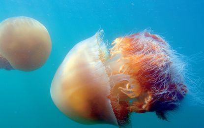 Big Pacific Images