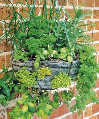 Hanging herb basket