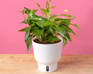 Baltic Blue pothos in white self-watering pot