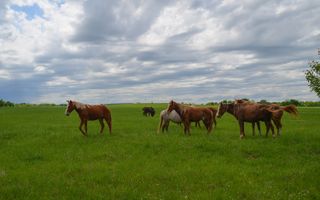 Horses graze about 300 miles east of the 100th meridian, an area that could become dryer if current projections of climate play out.