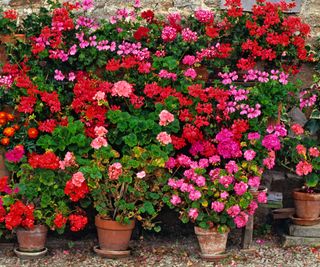 mixed container geraniums in bold red and pink display