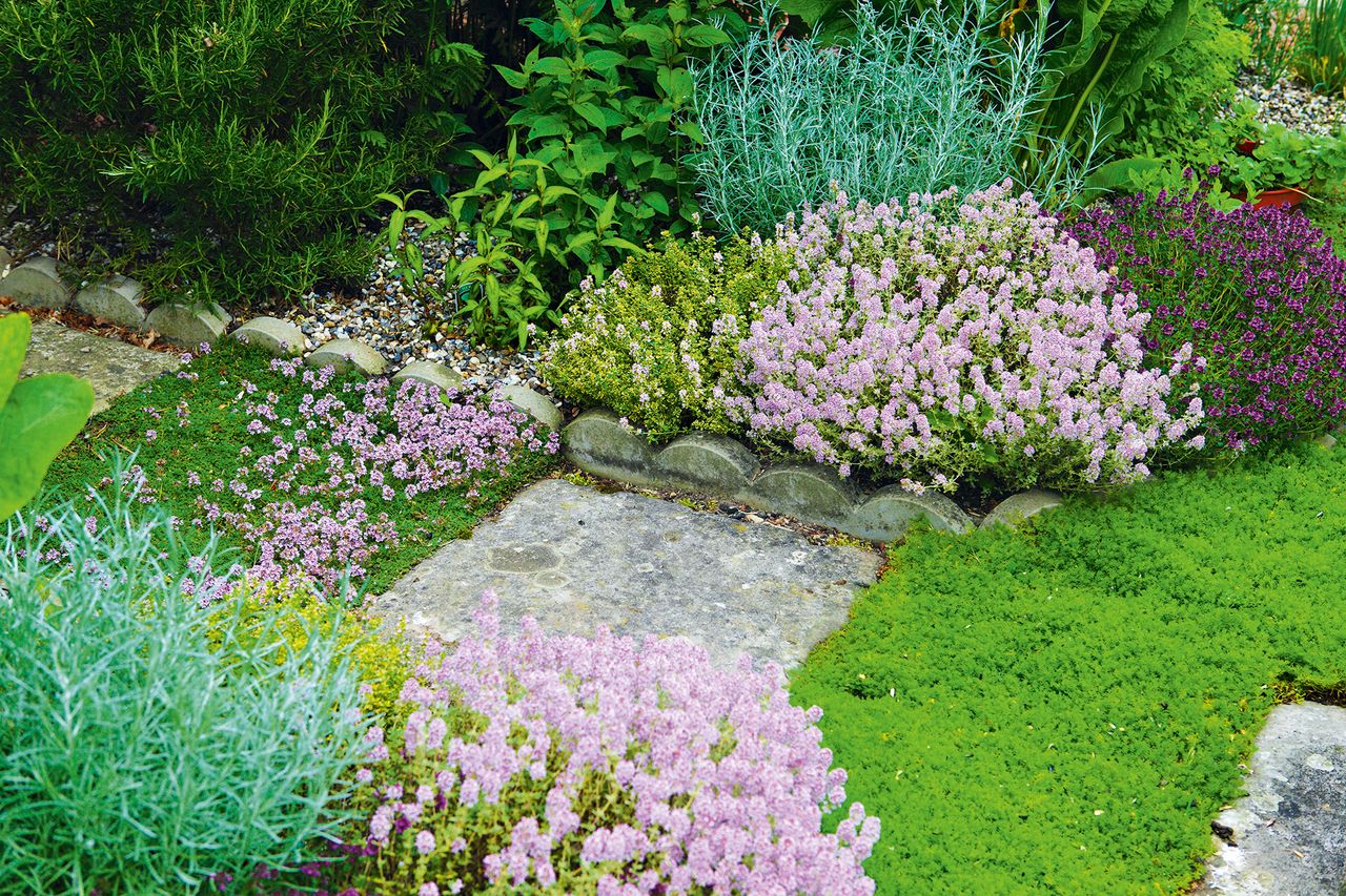 How to grow rosemary from cuttings and from seed Homes & Gardens