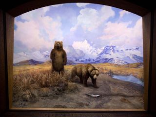 Alaska brown bears taxidermy