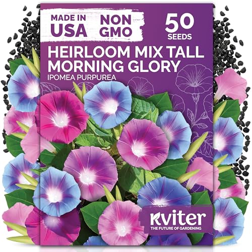 Kviter 50 Tall Morning Glory Seeds Mix (ipomoea Purpurea) &amp;ndash; Climbing Morning Glory on the Vine, Annual Flower Seeds for Planting &amp;ndash; Heirloom Seed Packets for Home Garden, Fences, Containers Outdoors