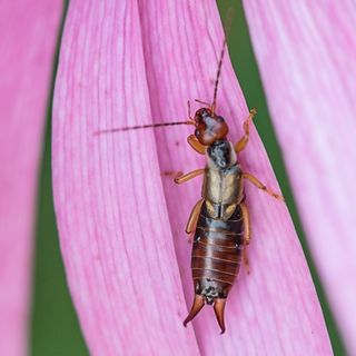 Close up of earwig garden plant pest on pink cornflower petal