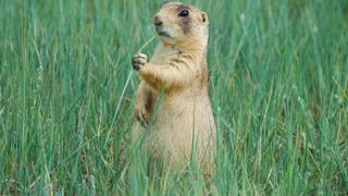 Best exotic pets - Prairie Dogs eating grass