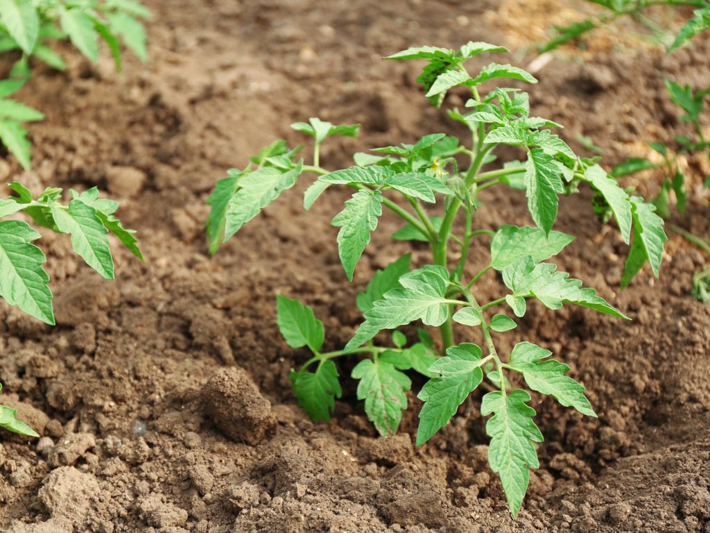 tomato plant