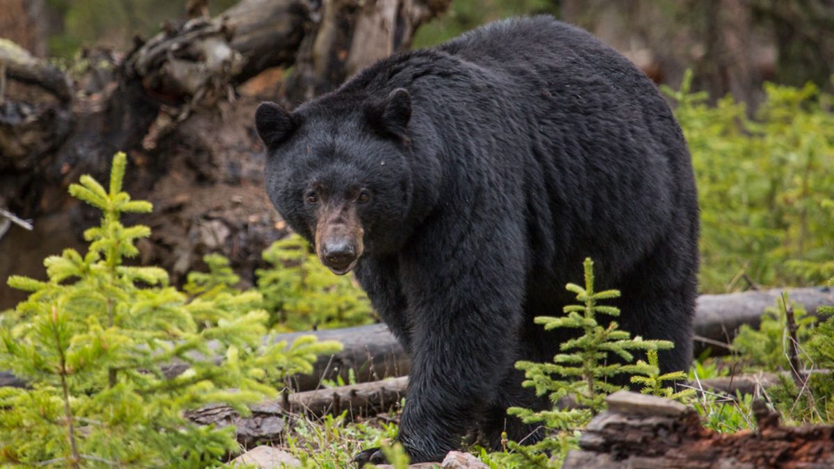 Joyriding black bear crashes stolen car into tree | The Week