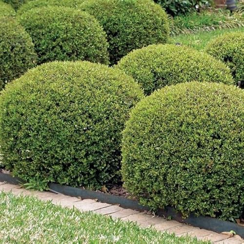 Hoogendoorn Holly Shrub I 3 Large Gallon Size Plants I Ilex Crenata | Lustrous Evergreen for Hedging, Privacy Screens, and Decorative Accents