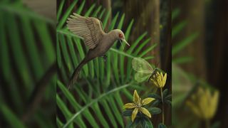 An illustration of the tiny but fierce bird-like dinosaur, Oculudentavis khaungraae, hunting an unsuspecting insect.