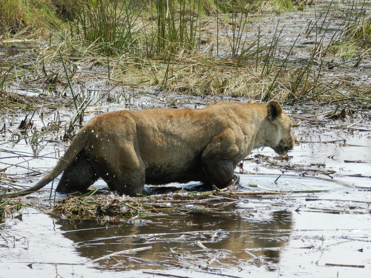 Meet Botswana's Okavango Delta lions — one of the largest cats on Earth ...