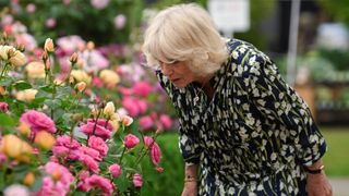 Queen Camilla smells a floral display at the Chelsea Flower Show