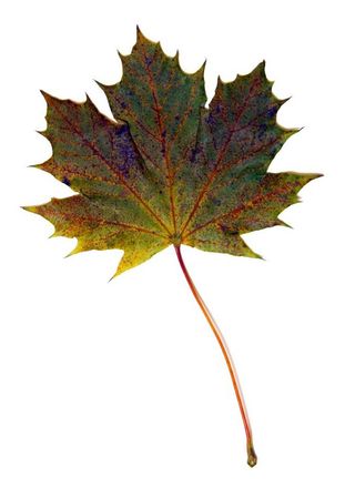 green autumn leaf