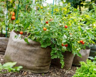 Tomatoes growing in large grow bags in the garden