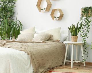 Houseplants in white bedroom