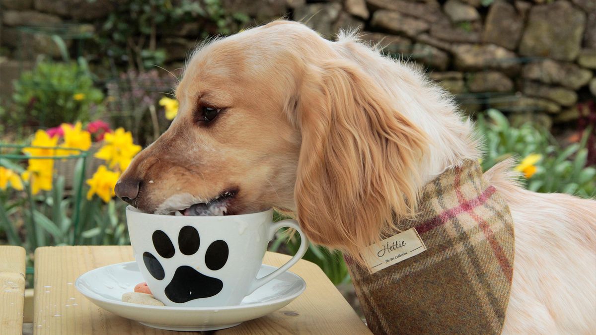 dog drinking puppuccino