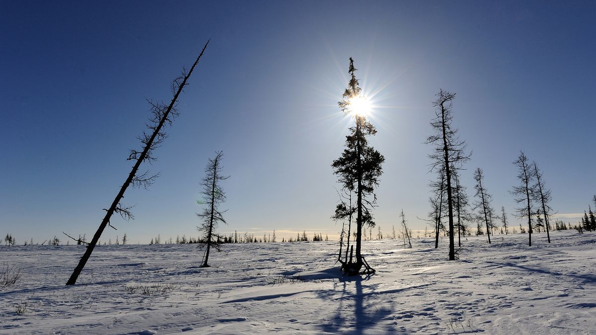 Resinous trees dot the tundra landscape on northwestern Siberia’s Yamal Peninsula.