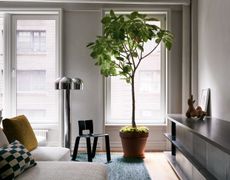 A living room with a large houseplant in a terracotta pot underplanting with moss