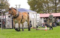 working-horse-trust.jpeg