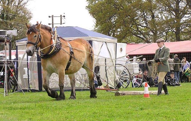 working-horse-trust.jpeg