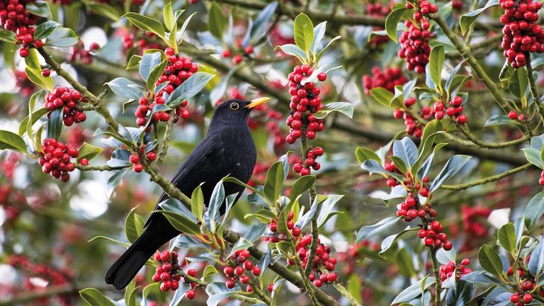 Blackbird enjoying holly trees with red berries