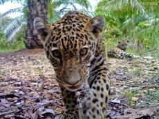 A jaguar cub inspects a camera trap, set up by the cat conservation group Panthera, in a Colombian oil plantation while its sibling looks on. 