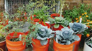 Vegetable Plants in Buckets on Patio
