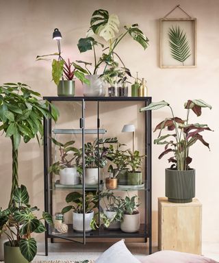 houseplants arranged in glass cabinet in home
