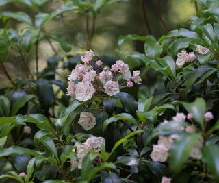 mountain laurel in bloom