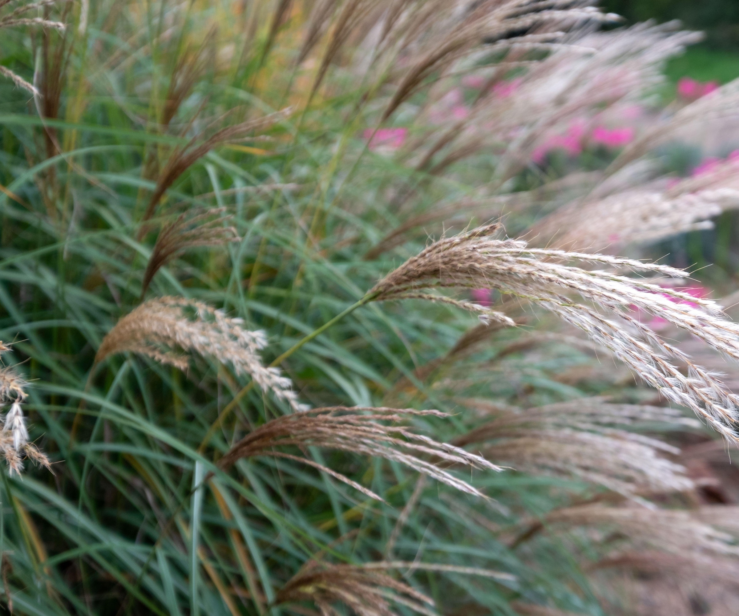 close up of Miscanthus sinesis