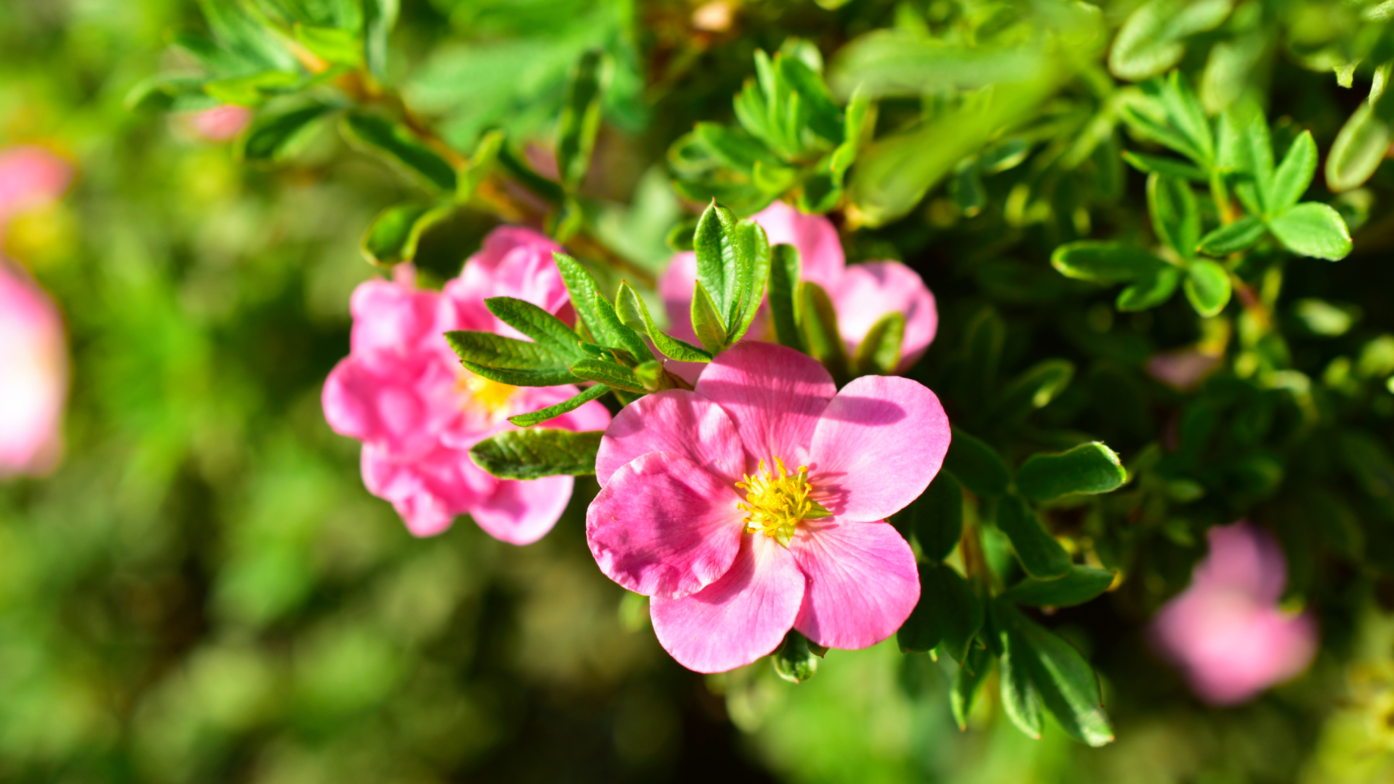 Pink and delicate flowers of Potentilla