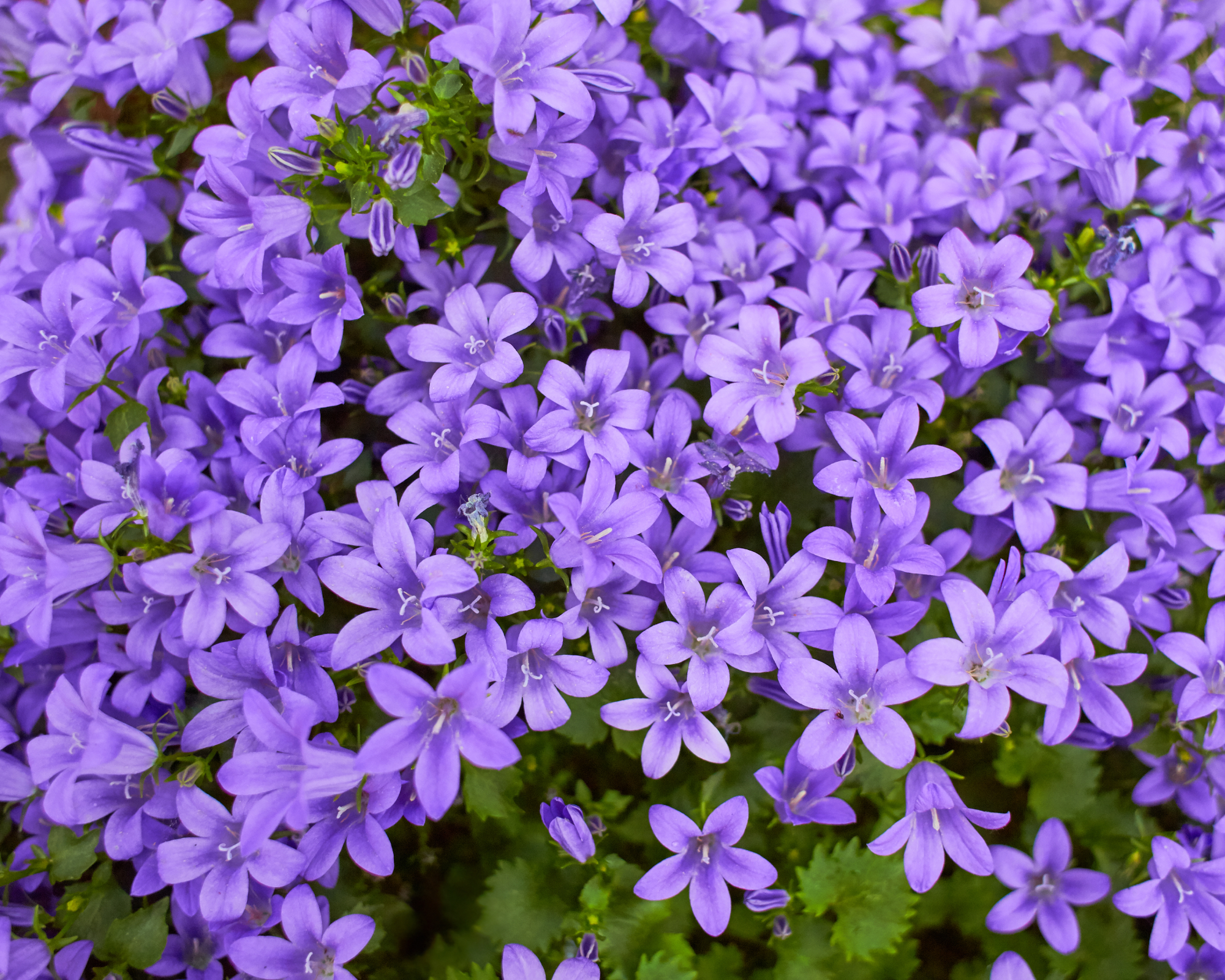 Violet purple campanula bellflower for ground cover