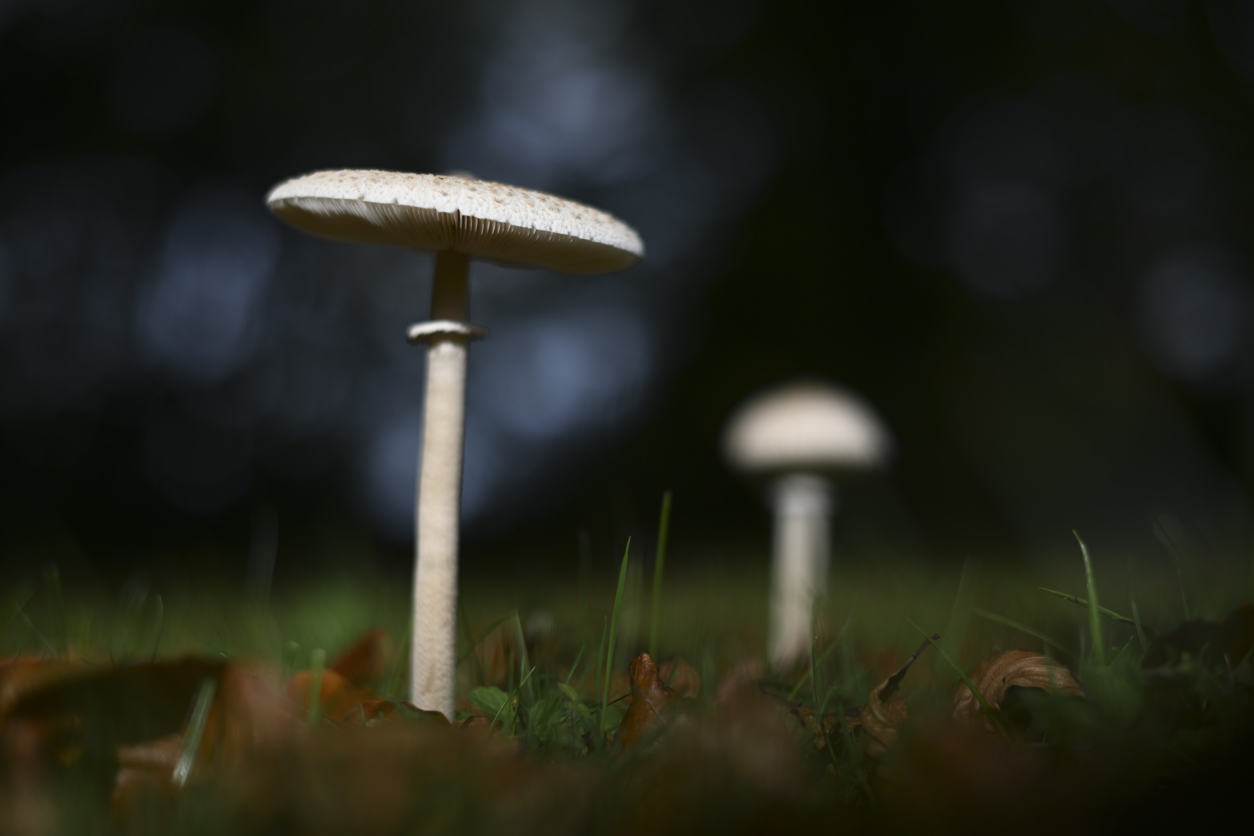 Mushroom from ground perspective, taken with the Nikon Z 50mm f/1.4 lens