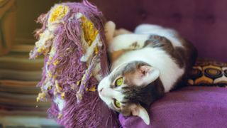 Cat lying on couch