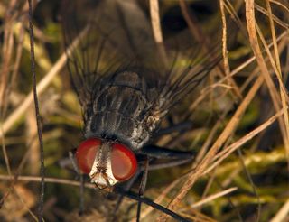 An adult Philornis downsi, a parasitic fly accidentally introduced to the Galapagos Islands. The fly is threatening endangered finches and other land birds on the islands.