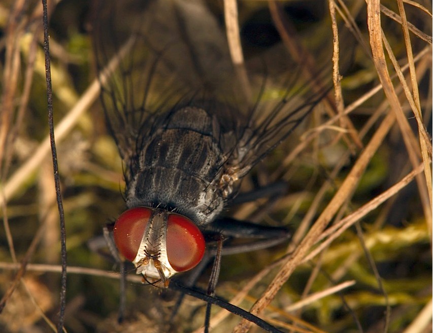 An adult Philornis downsi, a parasitic fly accidentally introduced to the Galapagos Islands. The fly is threatening endangered finches and other land birds on the islands.