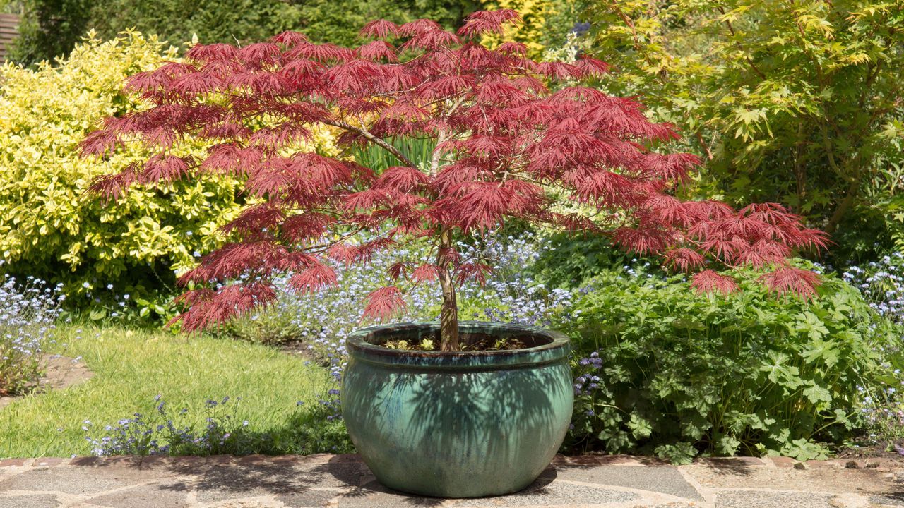 Best trees to grow in pots: top choices to add height to your garden ...