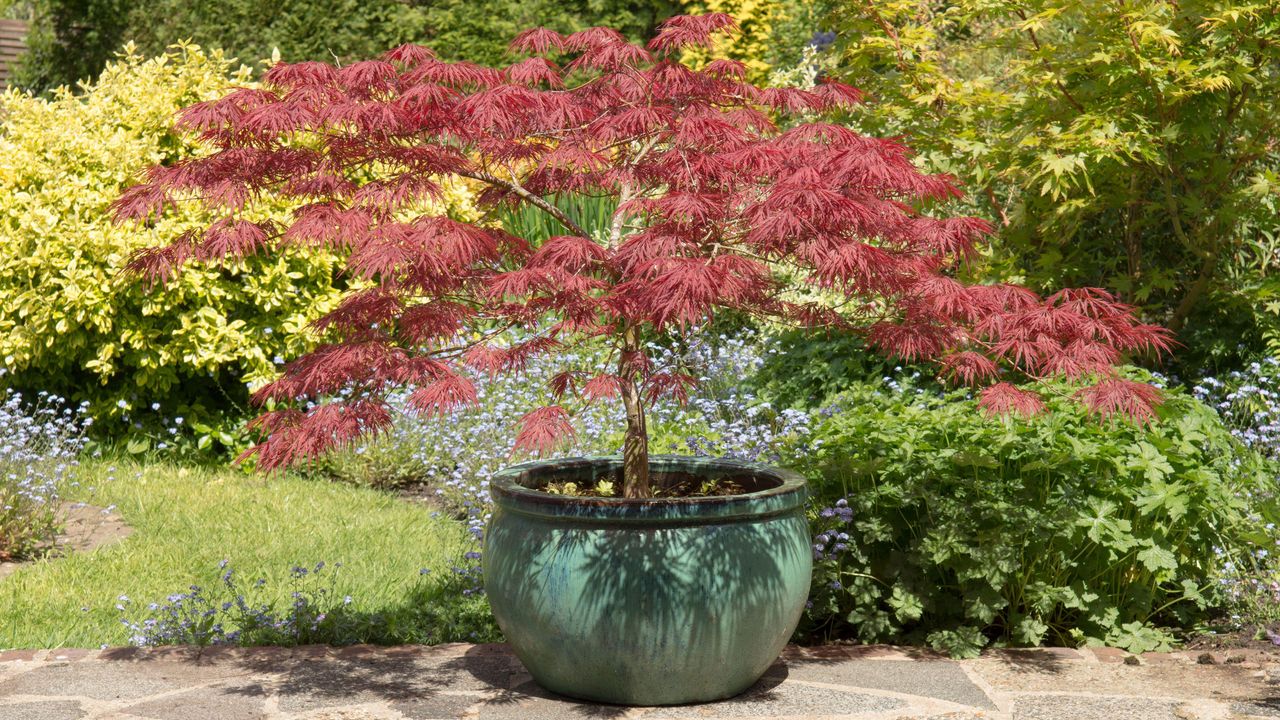 best trees to grow in pots: Acer palmatum dissectum Garnet on a patio