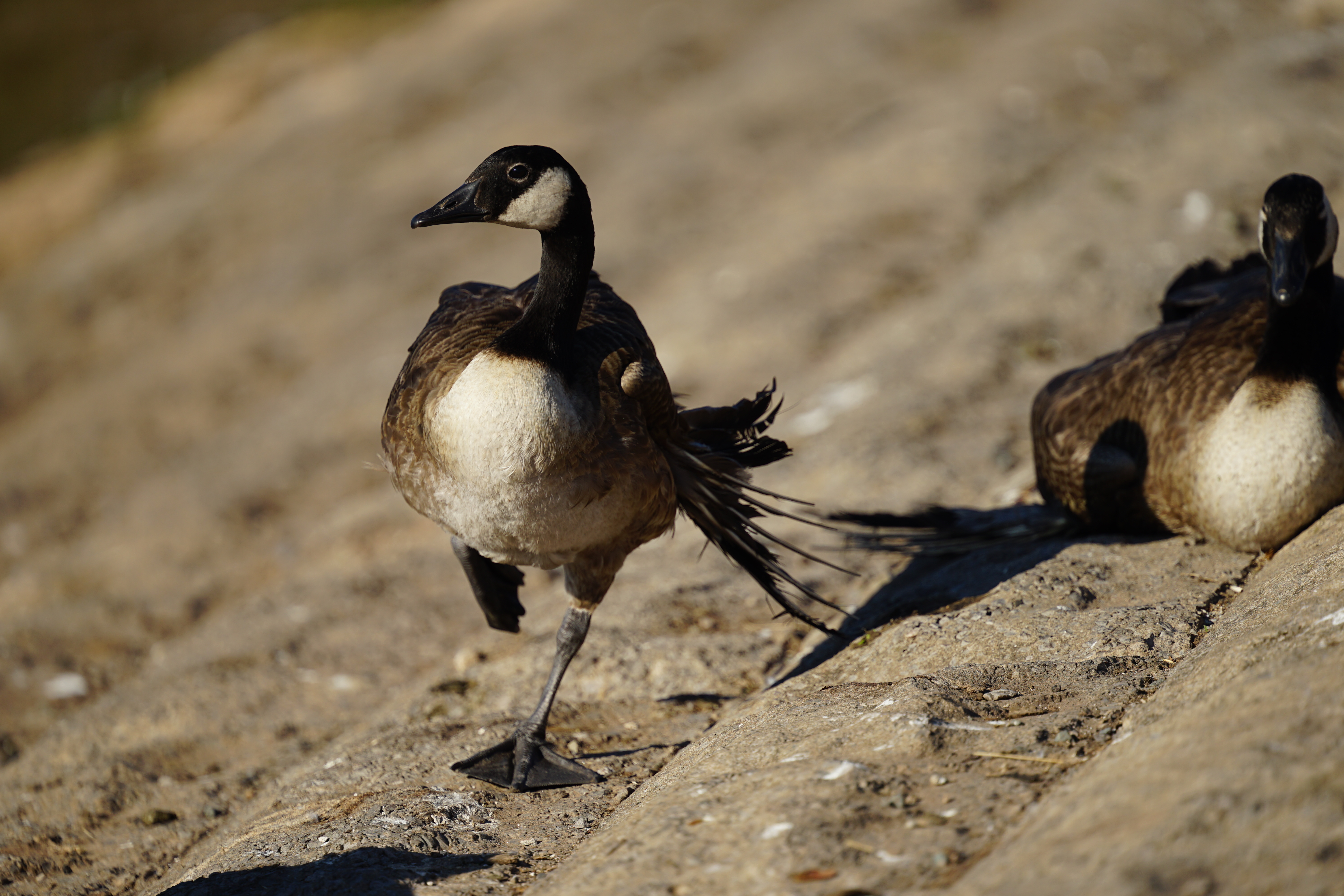 Sigma 300-600mm f/4 DG OS Sports example shot