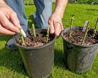 Rose cuttings in pots