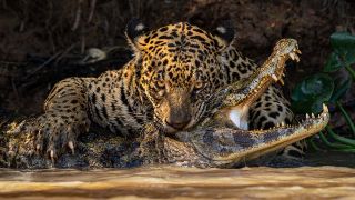 A jaguar delivers a fatal bite to a caiman in the Pantanal