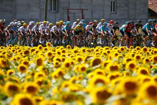 Sunflowers on stage 14 of the Tour de France