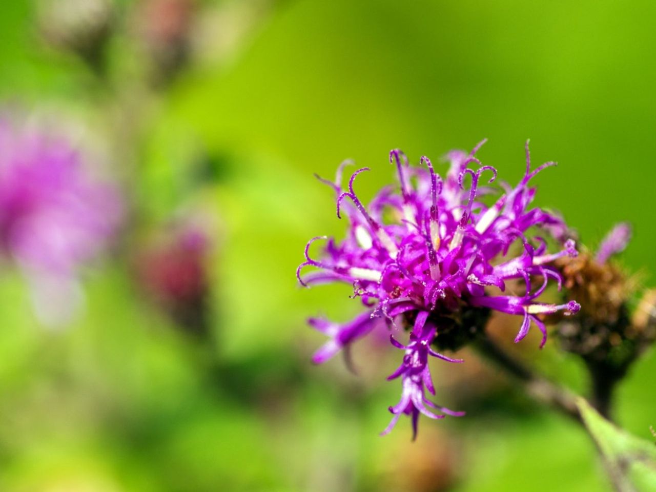 Purple Vernonia Ironweed Flowers